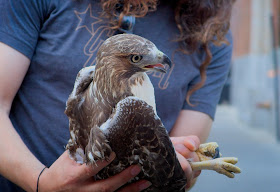 Tompkins Square hawk Fledgling #3 gets examined by Urban Park Ranger Rob.