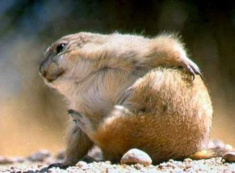 Marmot is Actor Seen On www.coolpicturegallery.us