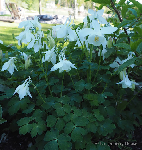 lingonberryhouse, akileija, columbine, garden puutarha, kukka, flower