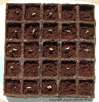 Burpee Seed Starting Kit with Sunflower Seedlings