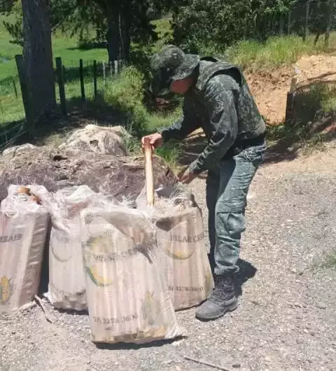 Polícia Ambiental apreende 163 unidades de Palmitos cortados ilicitamente em Barra do Turvo
