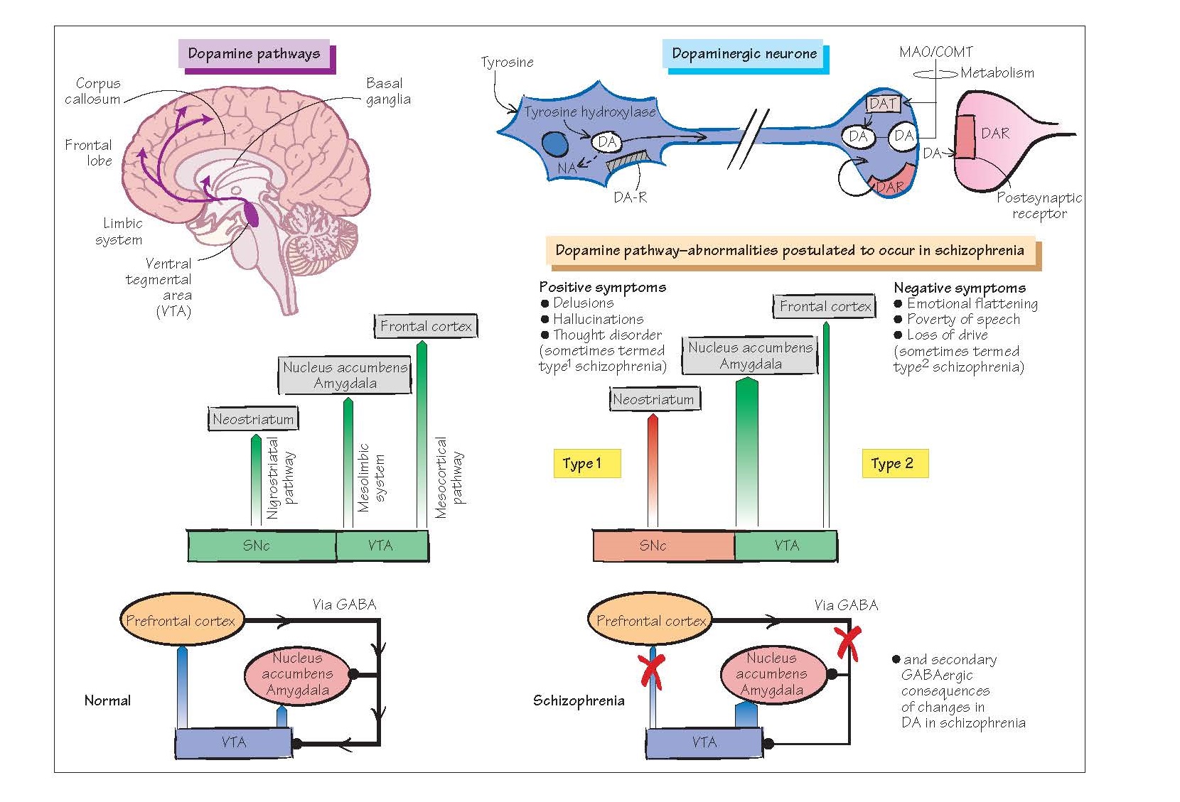 Neurochemical Disorders II: Schizophrenia, delusions, hallucinations, The dopamine hypothesis of schizophrenia,