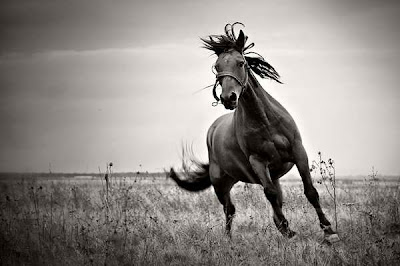 top photographs, top pictures, best picture, horse wallpaper