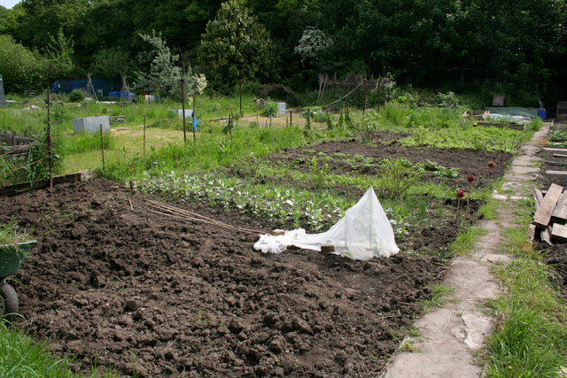 The Victory Garden - View of Allotment in may