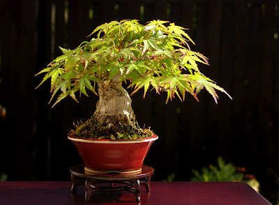 Japanese Maple