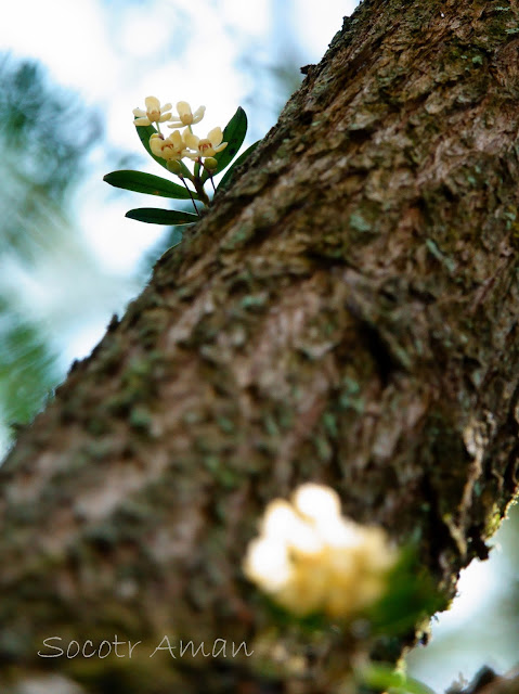 Thrixspermum japonicum