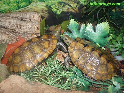 Galápago de Japón (Mauremys japonica)