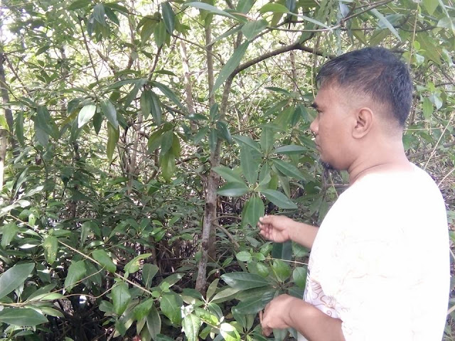 muhammad rahmat mangrove center binuang