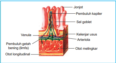 Kumpulan Dari Beberapa  Jaringan Untuk Melakukan Fungsi 