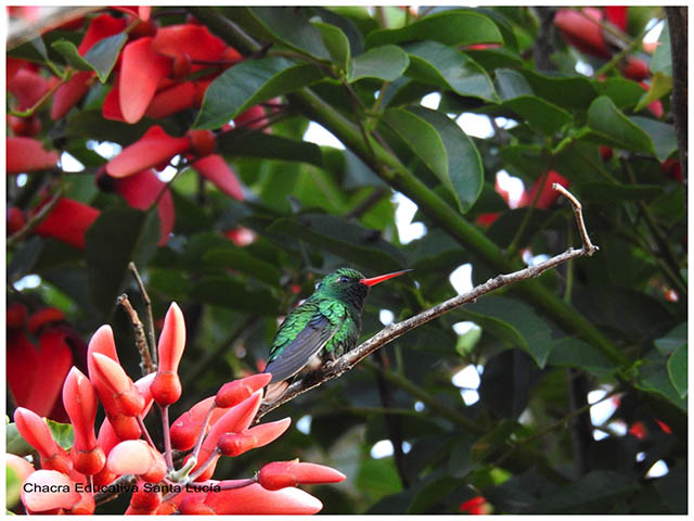 Picaflor verde - Chacra Educativa Santa Lucía