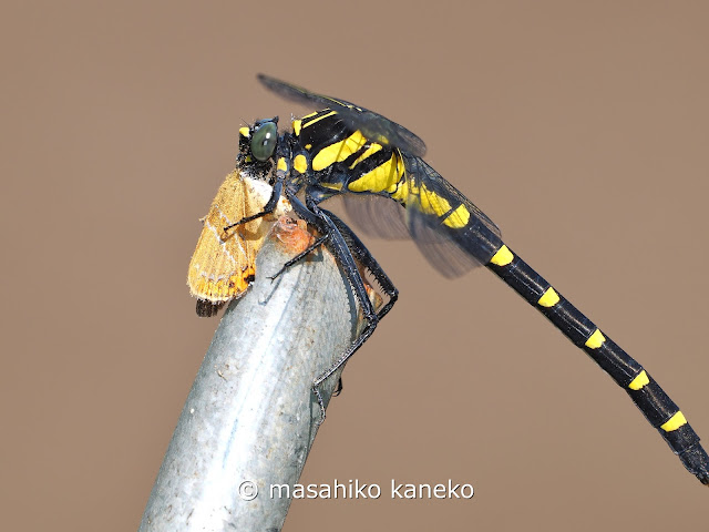 コオニヤンマ♀