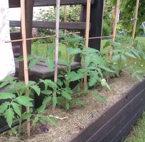 podłoże pomidorów uprawianych w skrzyniach