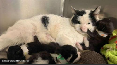 Blindness in a cat after torturing her and her four young