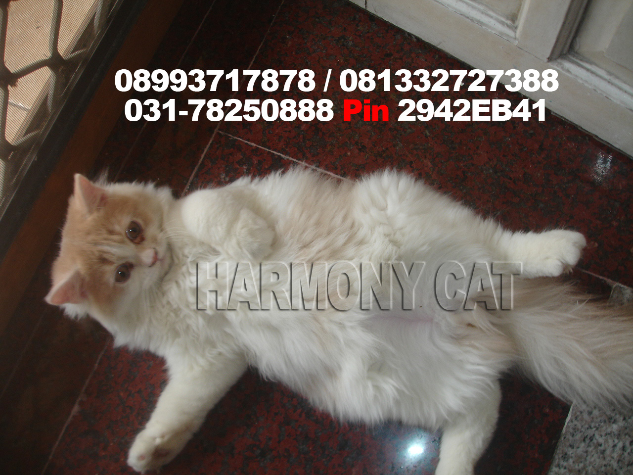 Hamster Dan Kucing Persia Murah Surabaya KUCING JANTAN DI JUAL