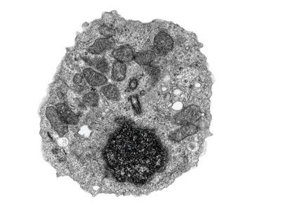 gudu ngiseng blog: animal cell light microscope