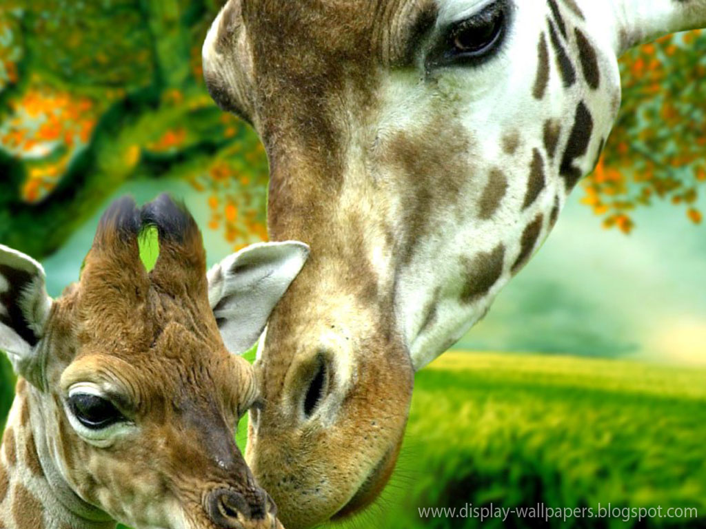  Cute  Animals  Wallpaper  Download Animation  Wall