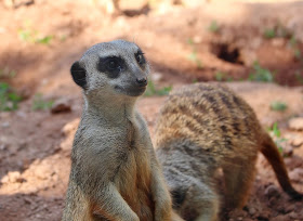 Erdmännchen Zoo Leipzig