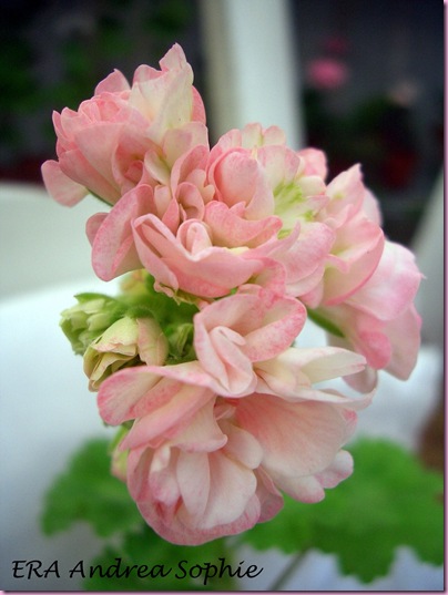 Pelargoner  juni 09 026