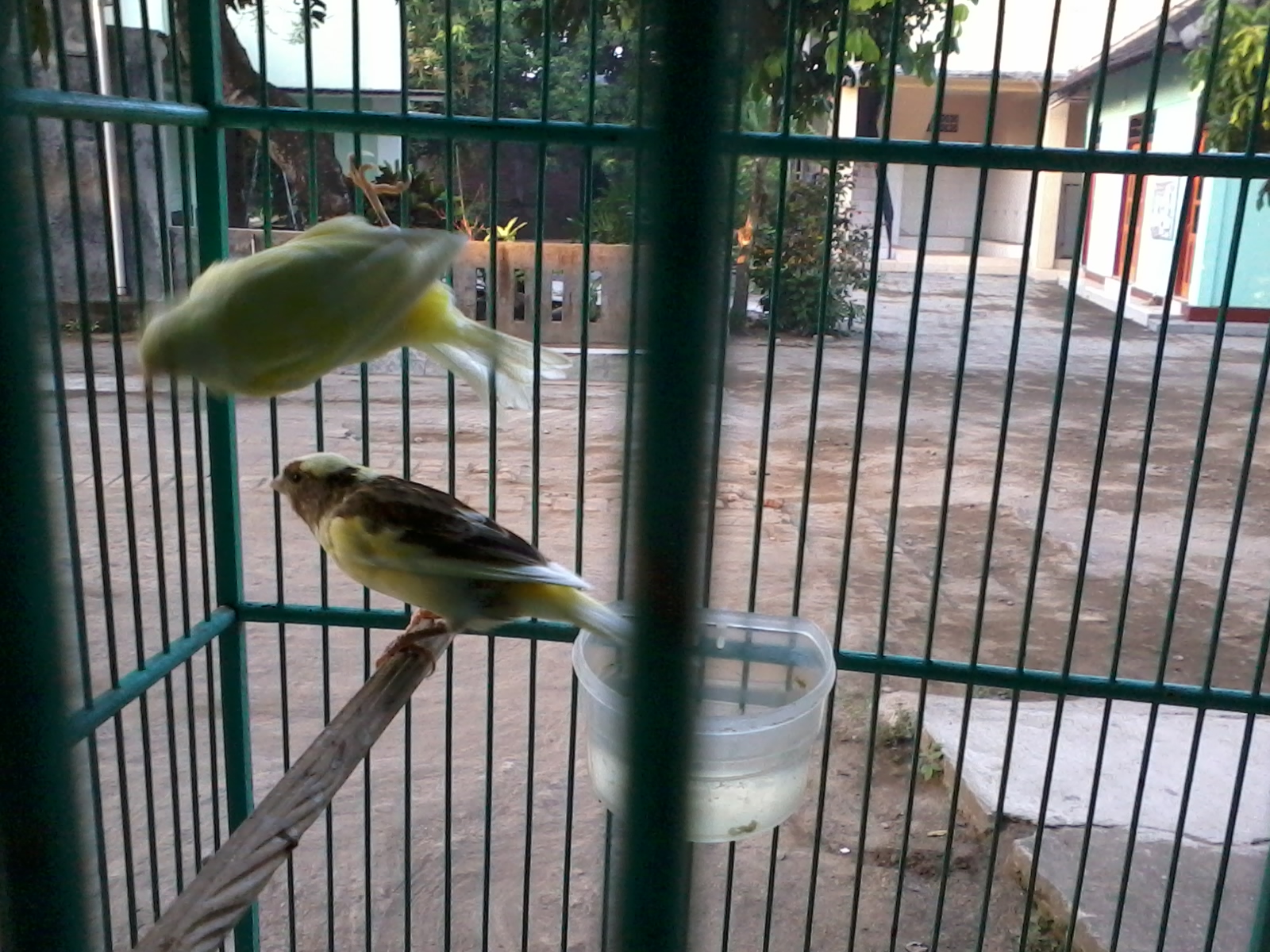 Jual Burung Kenari: Kenari AF Umur 4 Bulan