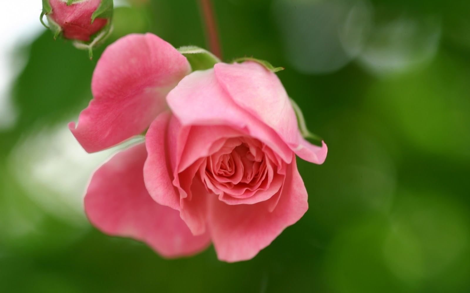 hermosas rosas rosadas con fraces de esperanza Mundo 