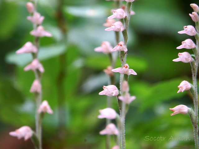 Goodyera schlechtendaliana