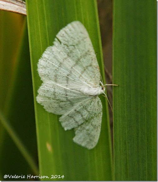 common-white-wave