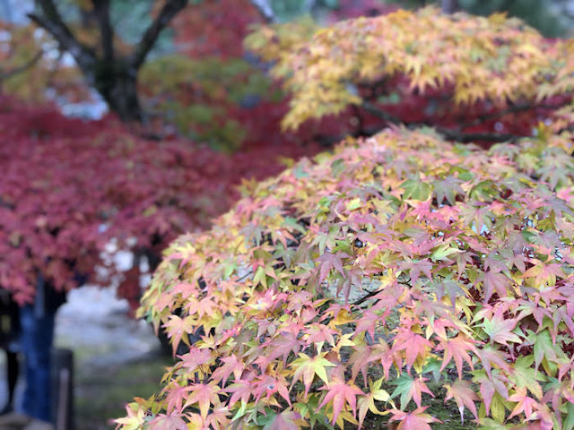 南禅寺の紅葉