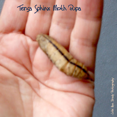 Tersa Sphinx Moth Pupa - Leesburg, Florida, December 21, 2016