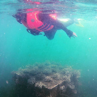 Snorkeling Pulau Panjang Jepara