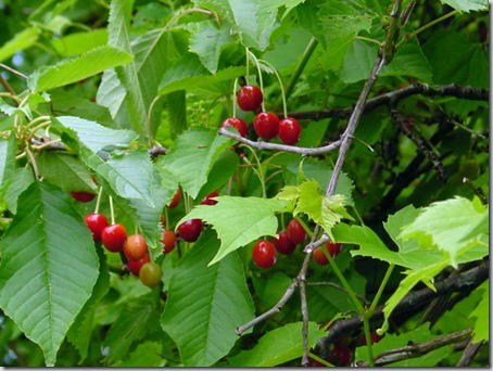 Mmmmm!  Cherries!