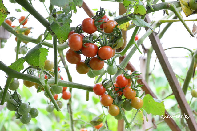 Tomatinhos Cereja