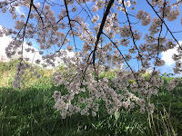 Photo by Sheila Webber of cherry blossom branches against grass in March 2024