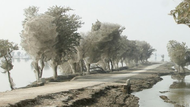 Spider Invasion in Pakistan8