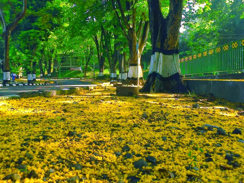 animasi bergerak bunga sakura berguguran