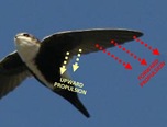 Swift Propulsion