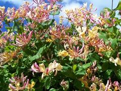 Close-up of woodbine or honeysuckle
