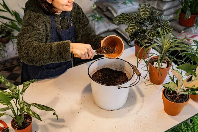 Woman adding fresh soil to a pot for repotting houseplants.