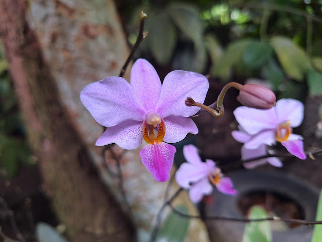 Orchid flowers shot from Samsung Galaxy A54 camera.