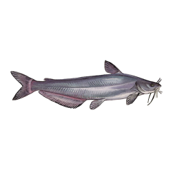 blue catfish