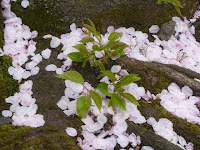 根元に散り桜