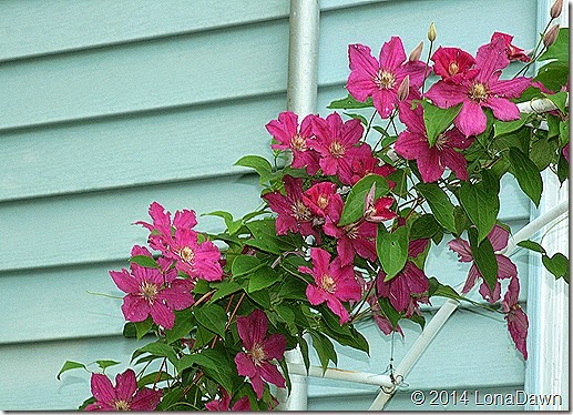 clematis crimson star