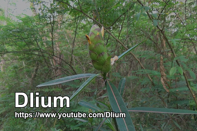 Dlium Hop-headed barleria (Barleria lupulina)