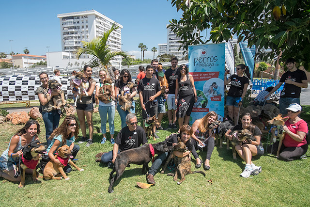 Vídeo | Los perros el adopción enamoran a Málaga en una pasarela canina