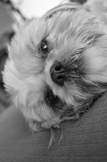 Really cute puppy picture of Muffy the Shih Tzu dog close up