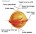 Momod Ads.id
