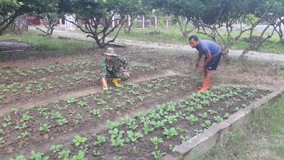 Jaga Ketahanan Pangan, Babinsa Bersama Petani Cek Perkembangan Tanaman Sawi