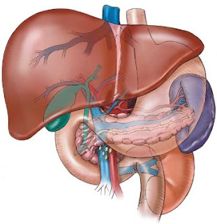 Versi Lengkap Gejala Penyakit Liver Serta Beberapa Penyakit yang Sering Terjadi Pada Organ Liver