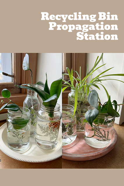 Photo of upcycled jar and bottle propagation station.