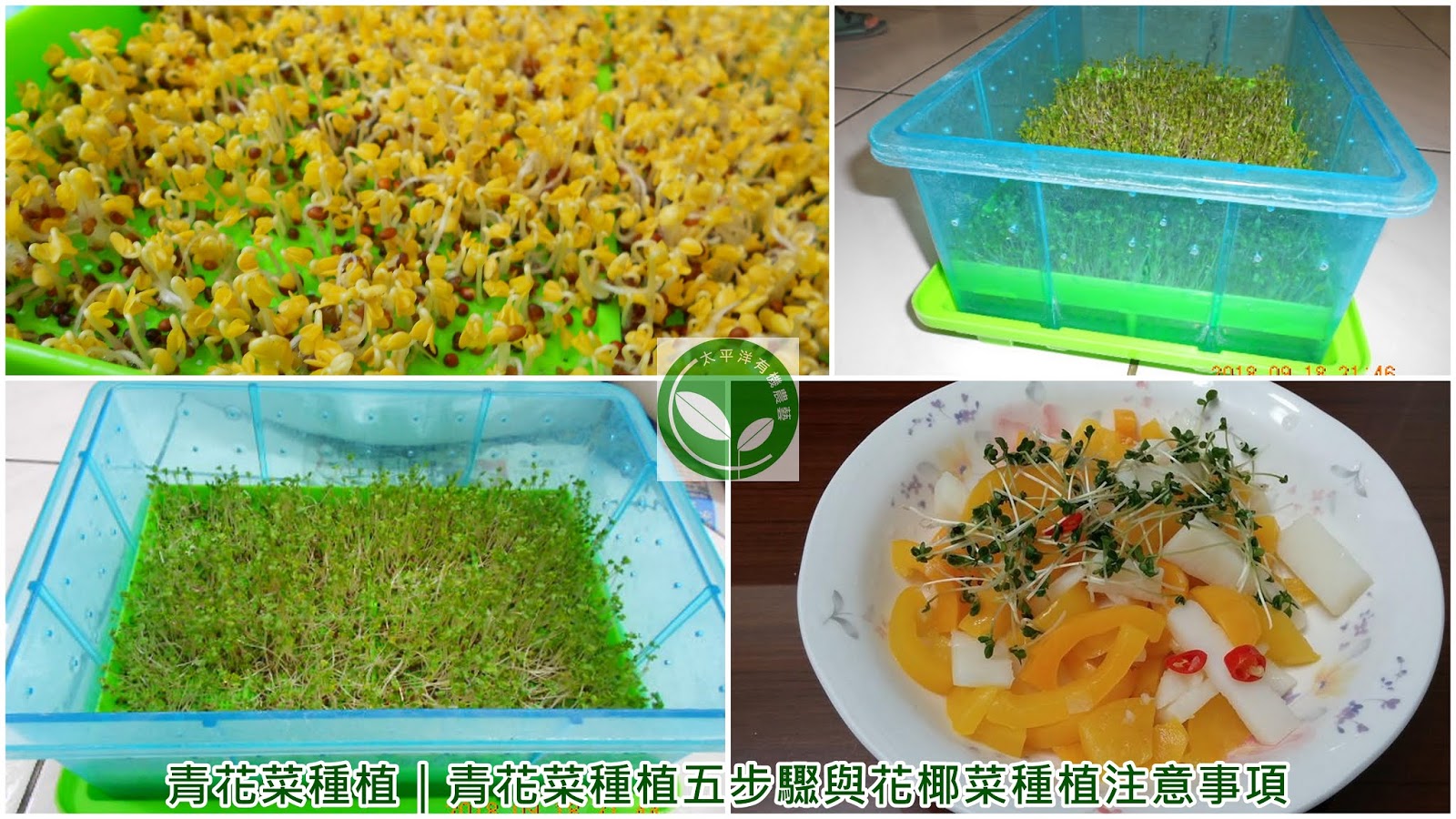 青花菜種植 青花菜種植五步驟與花椰菜種植注意事項 芽菜自己在家簡單種 有機無毒自己來把關 隨意窩xuite日誌 青花菜種植 青花菜種植五步驟與花椰菜種植注意事項 芽菜自己在家簡單種 有機無毒自己來把關 隨意窩xuite日誌