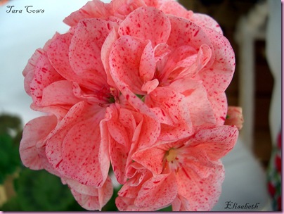 Pelargoner okt 09 047